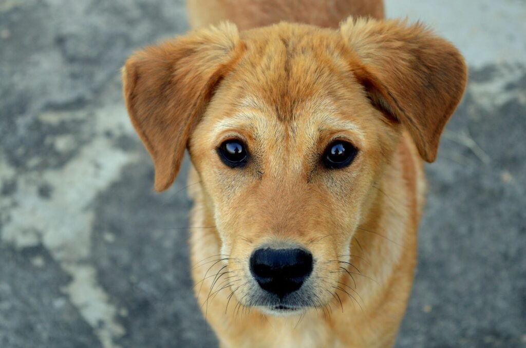 perro de refugio