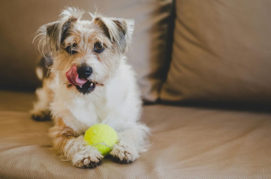 adoptar un perro