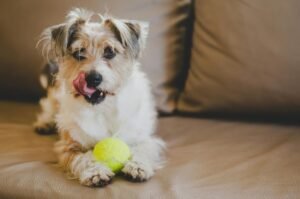 adoptar un perro