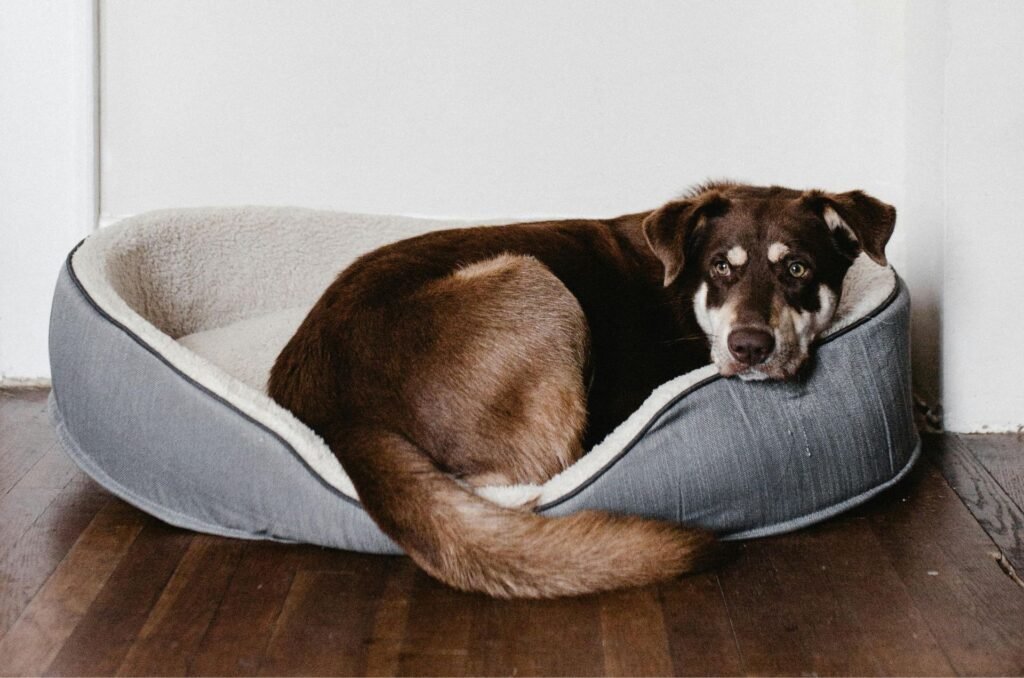 camas de perros